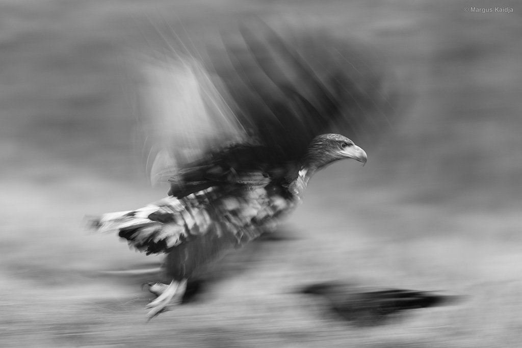 Sööst
