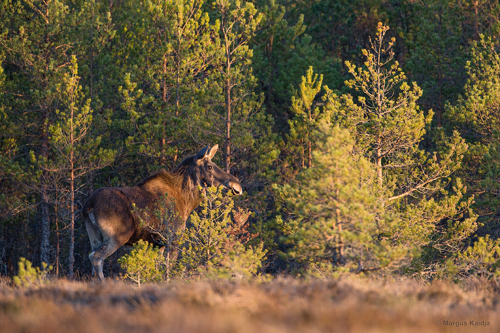 Rabamändide taga peidus